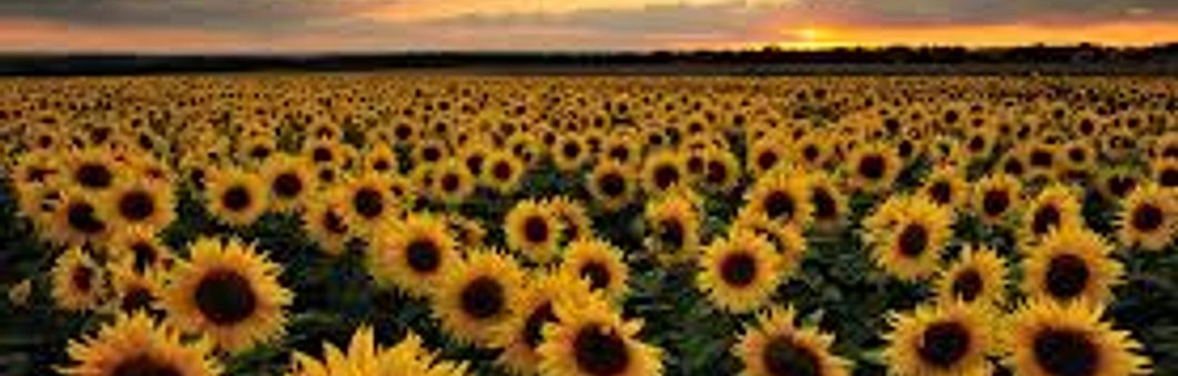Summer Images 1